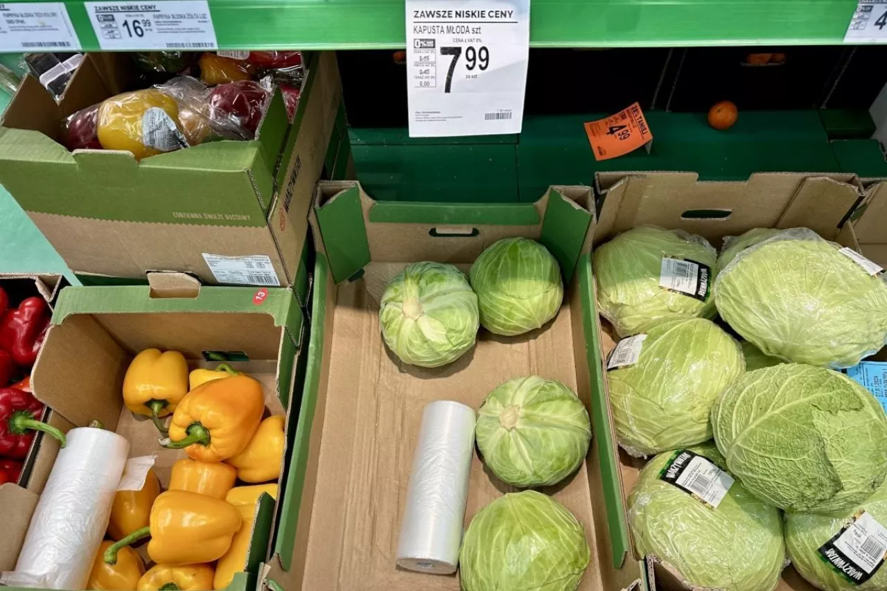 Młoda kapusta z Albanii i Portugalii