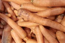 Marchew importowana z Egiptu