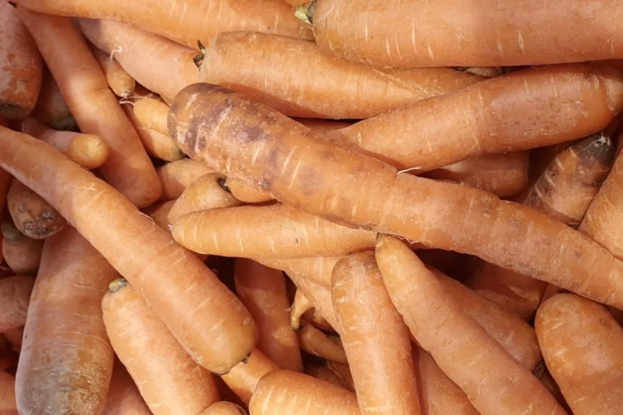 Marchew importowana z Egiptu