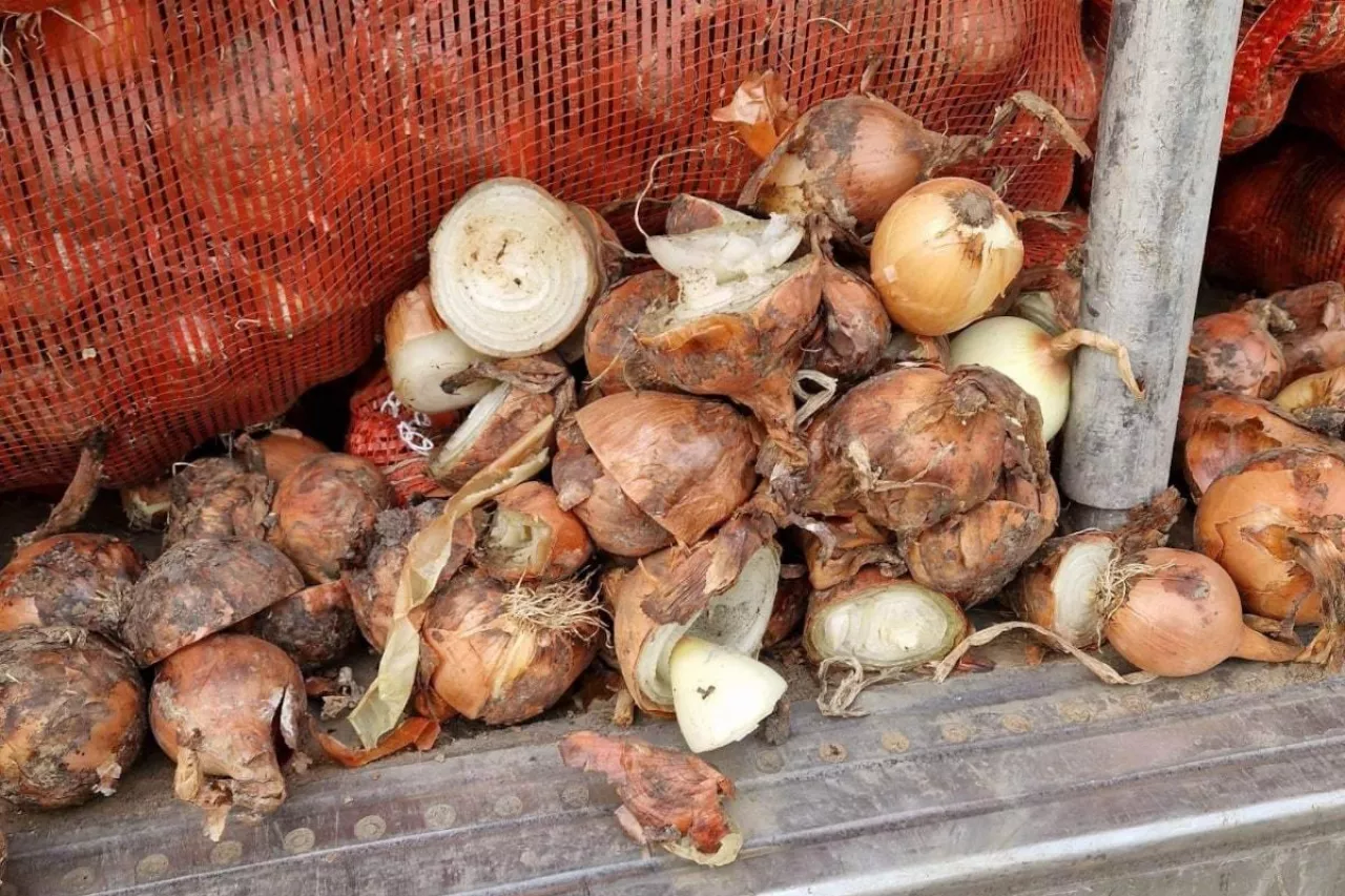 Cebula importowana z Rosji