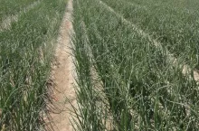 Cebula odchwaszczona zalecanymi zabiegami herbicydami przed wschodami i po wschodach