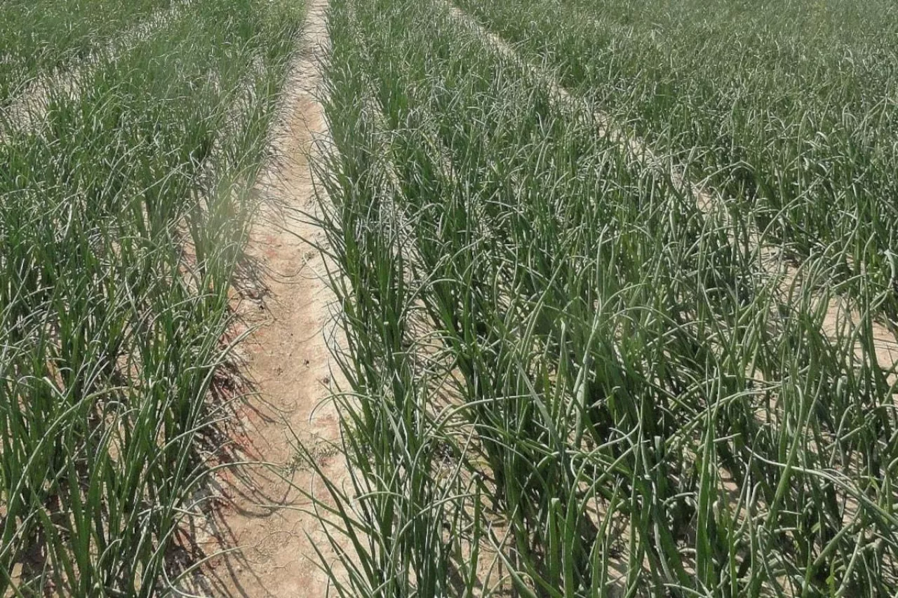 Cebula odchwaszczona zalecanymi zabiegami herbicydami przed wschodami i po wschodach