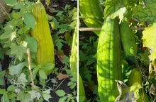 Tykwa – jak ją uprawiać we własnym ogrodzie? Jakie ma owoce?