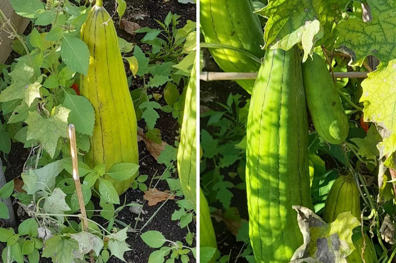 Tykwa – jak ją uprawiać we własnym ogrodzie? Jakie ma owoce?