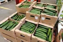 białoruskie ogórki z importu