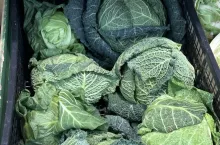 Młoda kapusta z importu