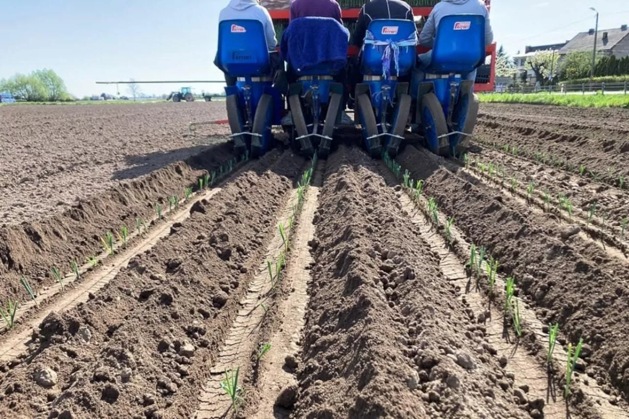Sadzenie pora Złotniki