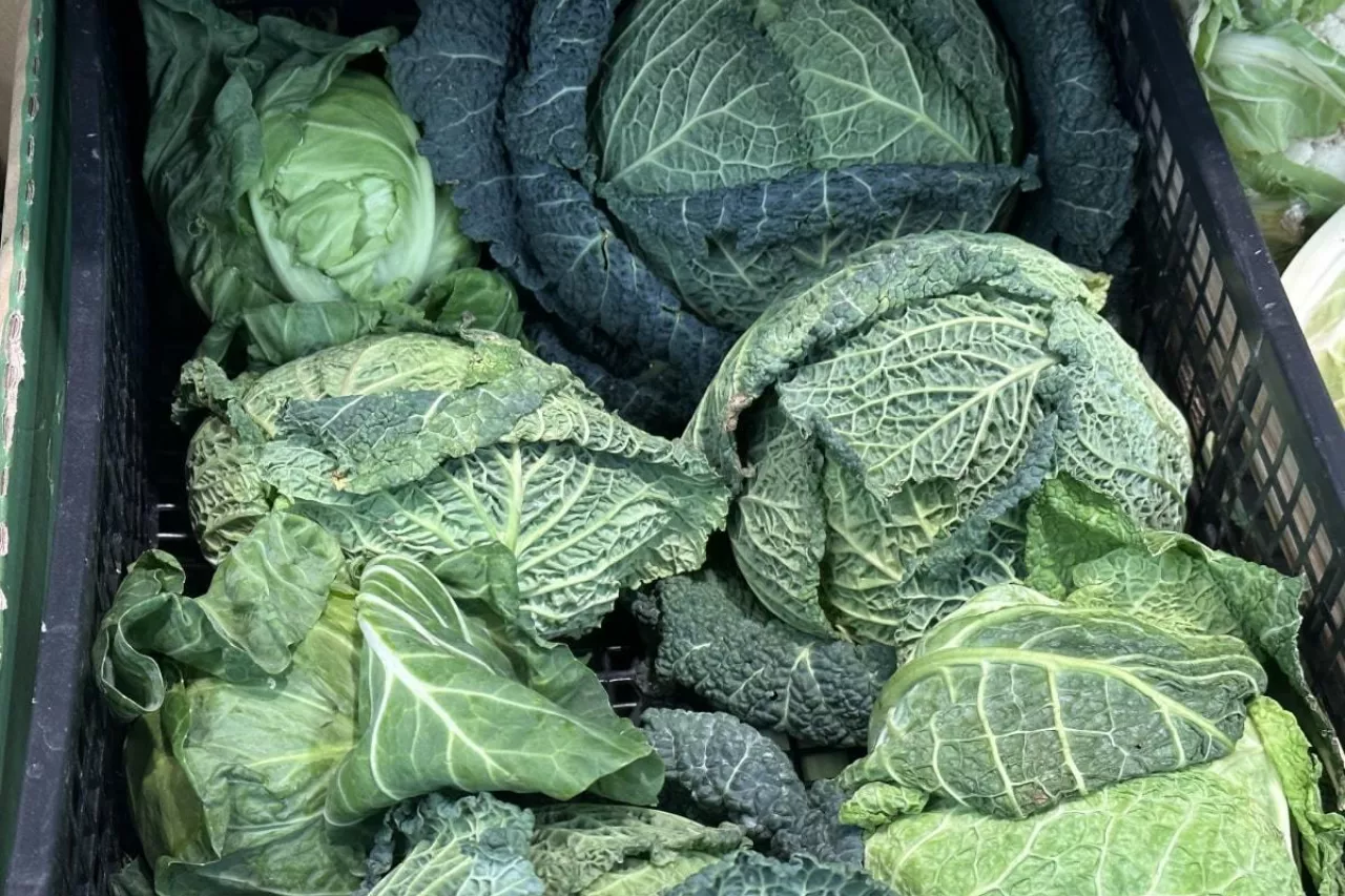 Młoda kapusta z importu