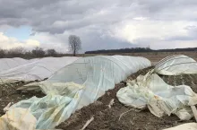 Zniszczone tunele foliowe