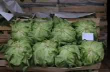 Sałata masłowa w skrzynce