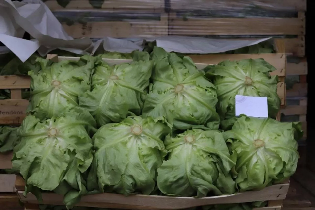 Sałata masłowa w skrzynce