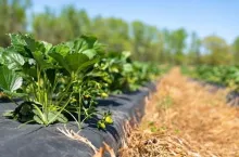 ubezpieczenie uprawy truskawek z dofinansowaniem