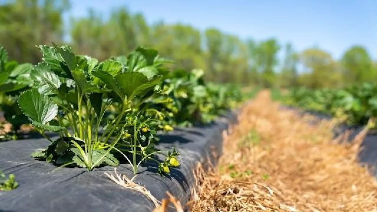 ubezpieczenie uprawy truskawek z dofinansowaniem