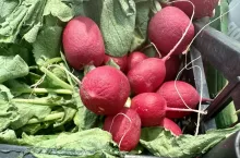 Rzodkiewka importowana z Włoch