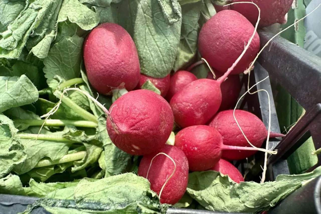 Rzodkiewka importowana z Włoch