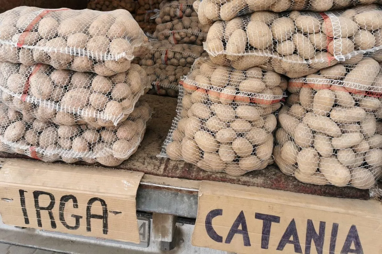 Ziemniaki rynek w Broniszach