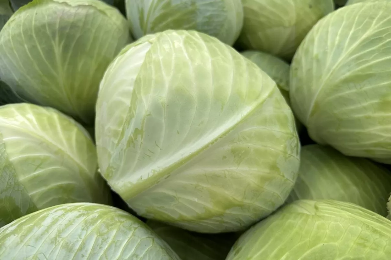 Biała kapusta