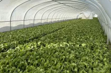 Produkcja sałaty pod osłonami