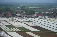 Wczesna produkcja warzyw w Małopolsce