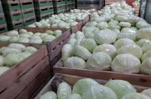 Kapusta Green Lunar F1 w połowie stycznia