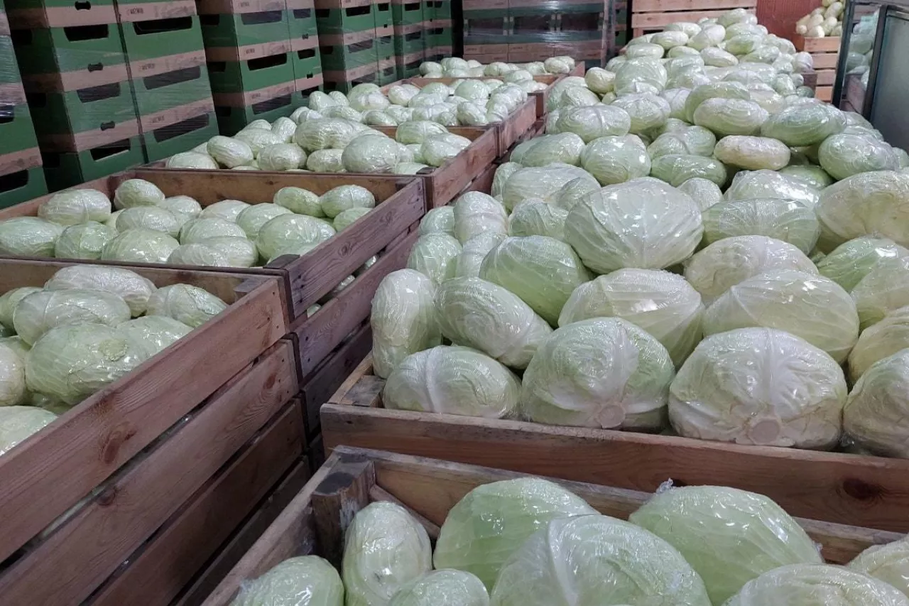 Kapusta Green Lunar F1 w połowie stycznia