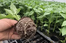 System korzeniowy rozsada