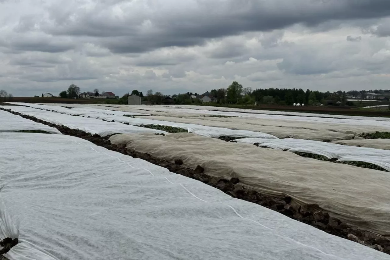 Kapusta pod włókniną