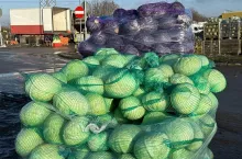 Kapusta w workach Bronisze