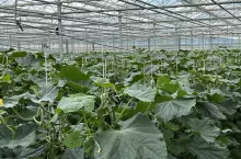 Produkcja szklarniowa