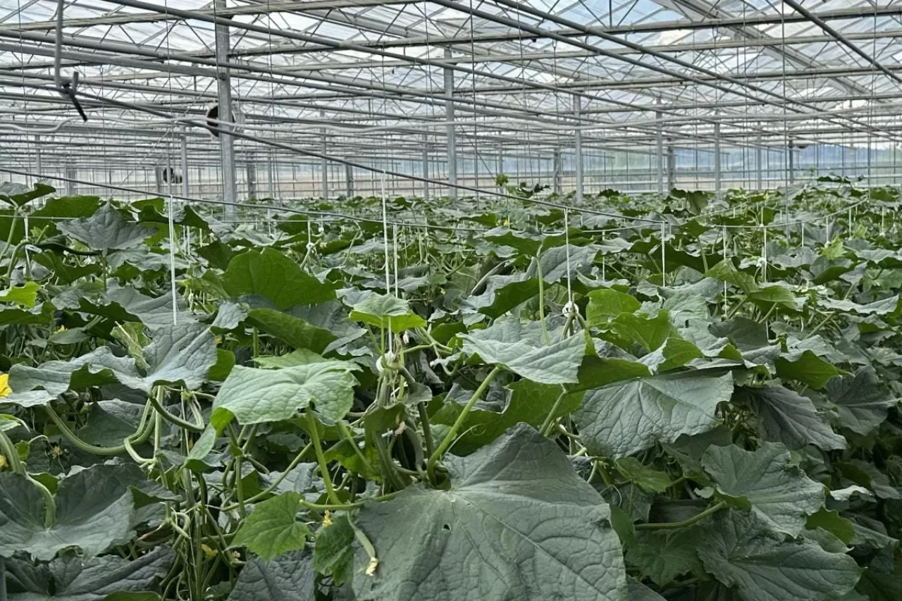 Produkcja szklarniowa