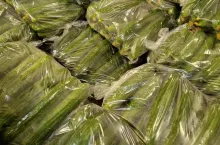 Ogórki w workach foliowych