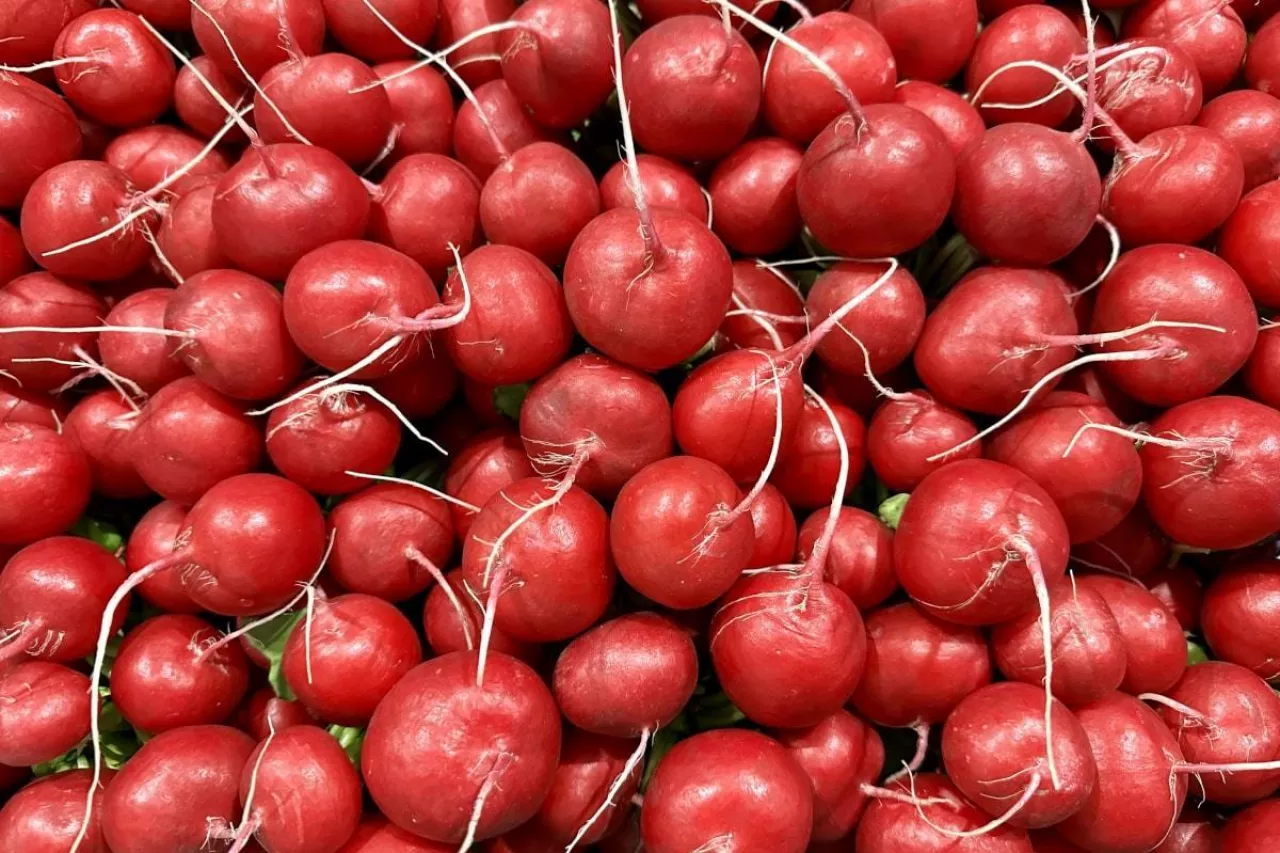 Polska rzodkiewka pęczki