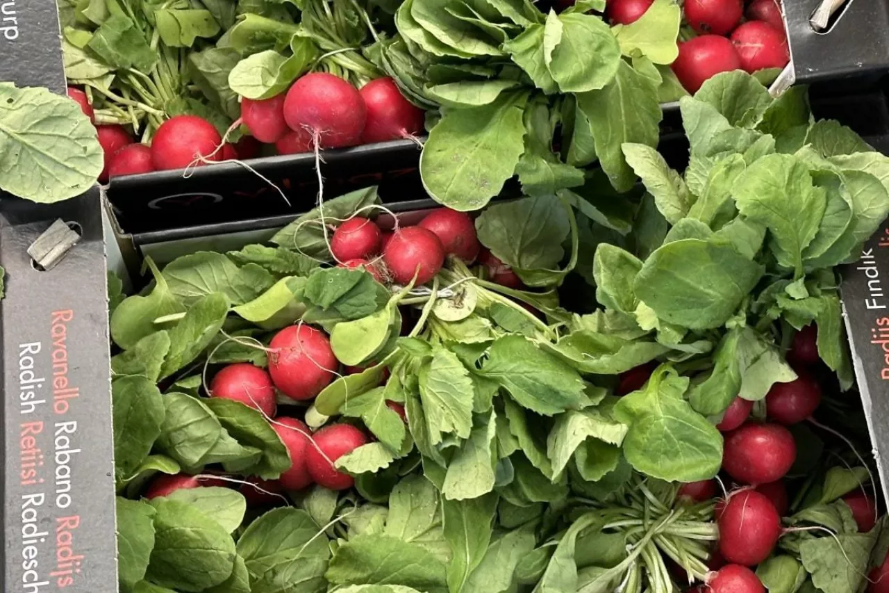 Importowana rzodkiewka