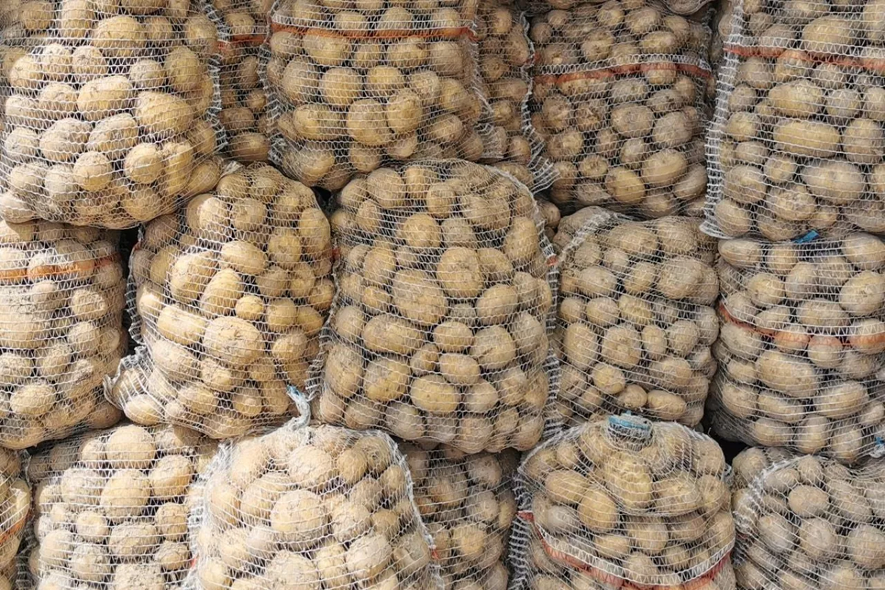 Krajowe ziemniaki w workach
