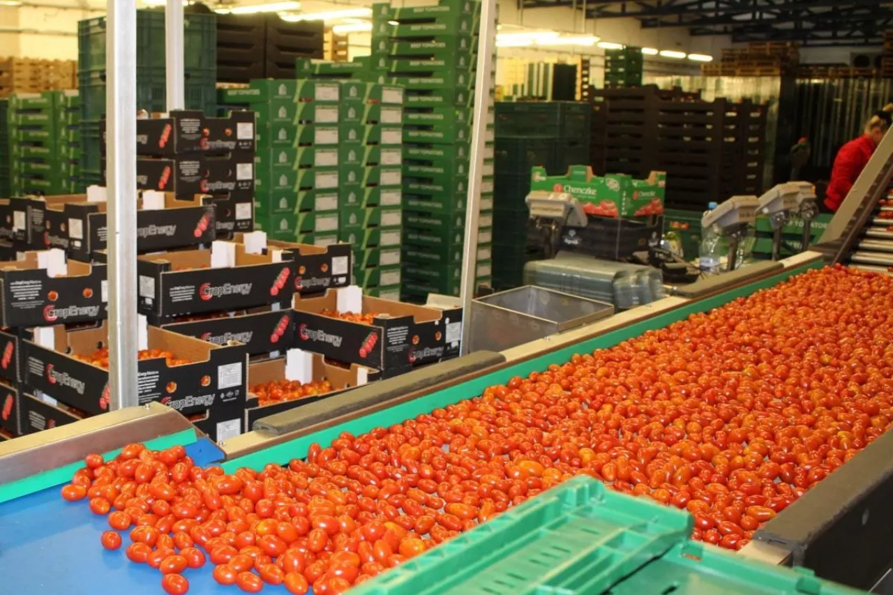 Pomidorki koktajlowe