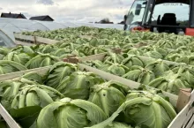 Polska młoda kapusta