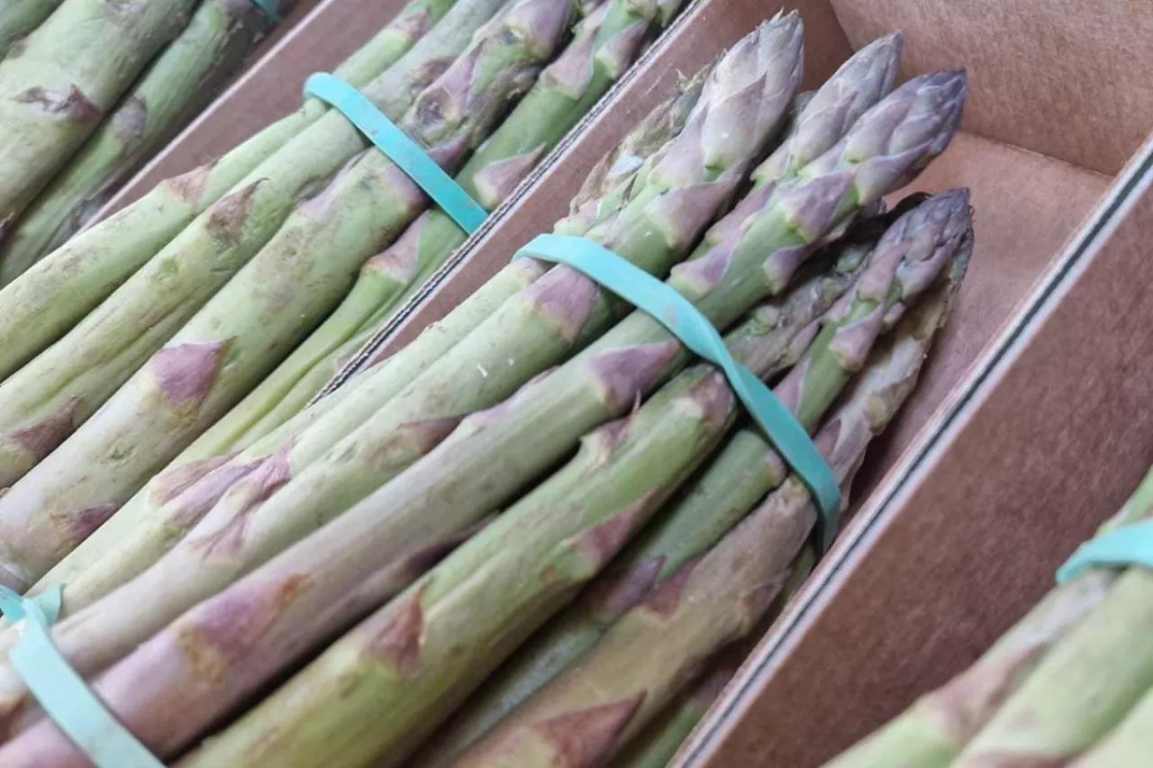 Szparagi w kartonikach