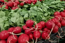 Rzodkiewka w pęczkach