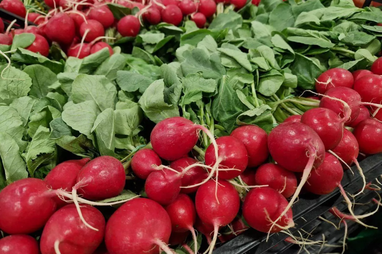 Rzodkiewka w pęczkach