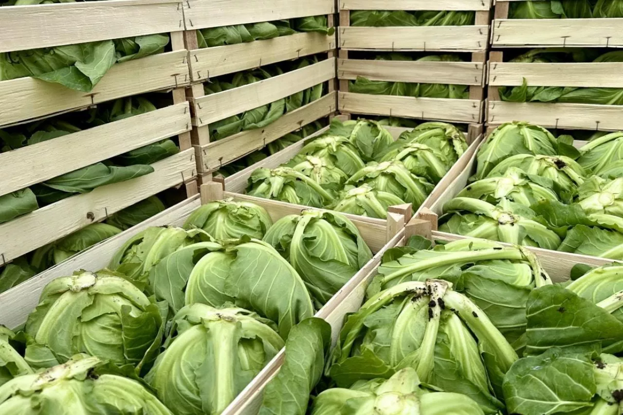 Kapusta w skrzynkach Małopolska