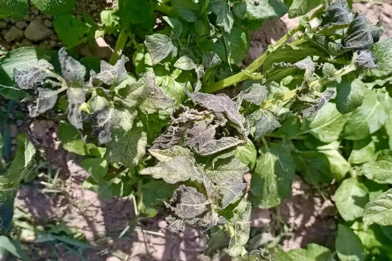 Ziemniaki po przymrozkach