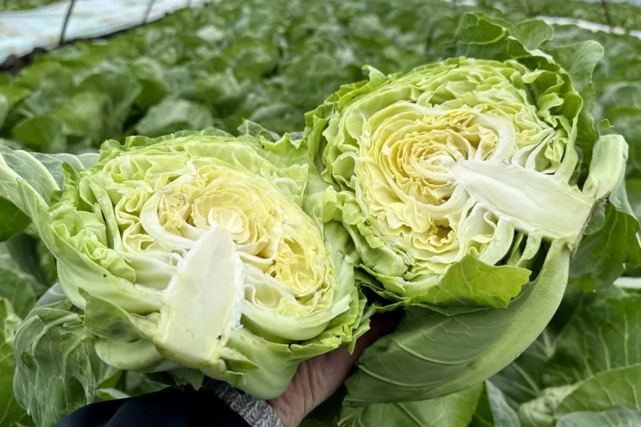 Młoda kapusta Małopolska