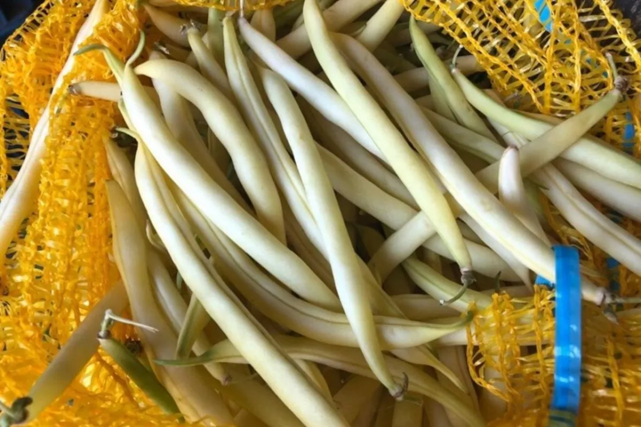 Fasolka szparagowa w worku