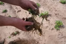 Ziemniaki po przymrozkach