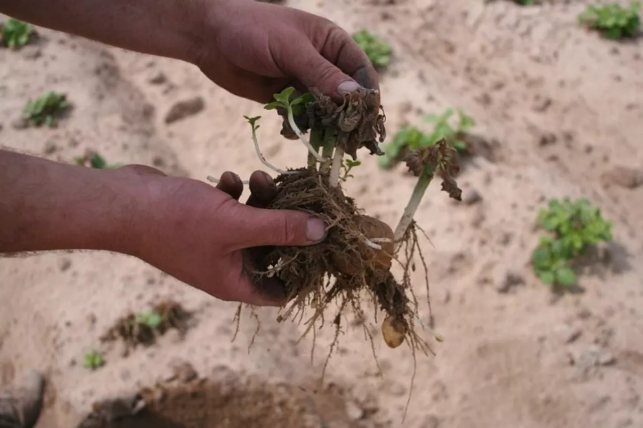 Ziemniaki po przymrozkach