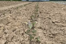 Pomidor gruntowy po przymrozkach