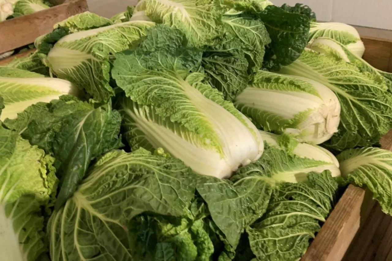 Kapusta pekińska w skrzyniach