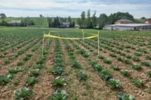 Plantacja kapusty w Miechowie