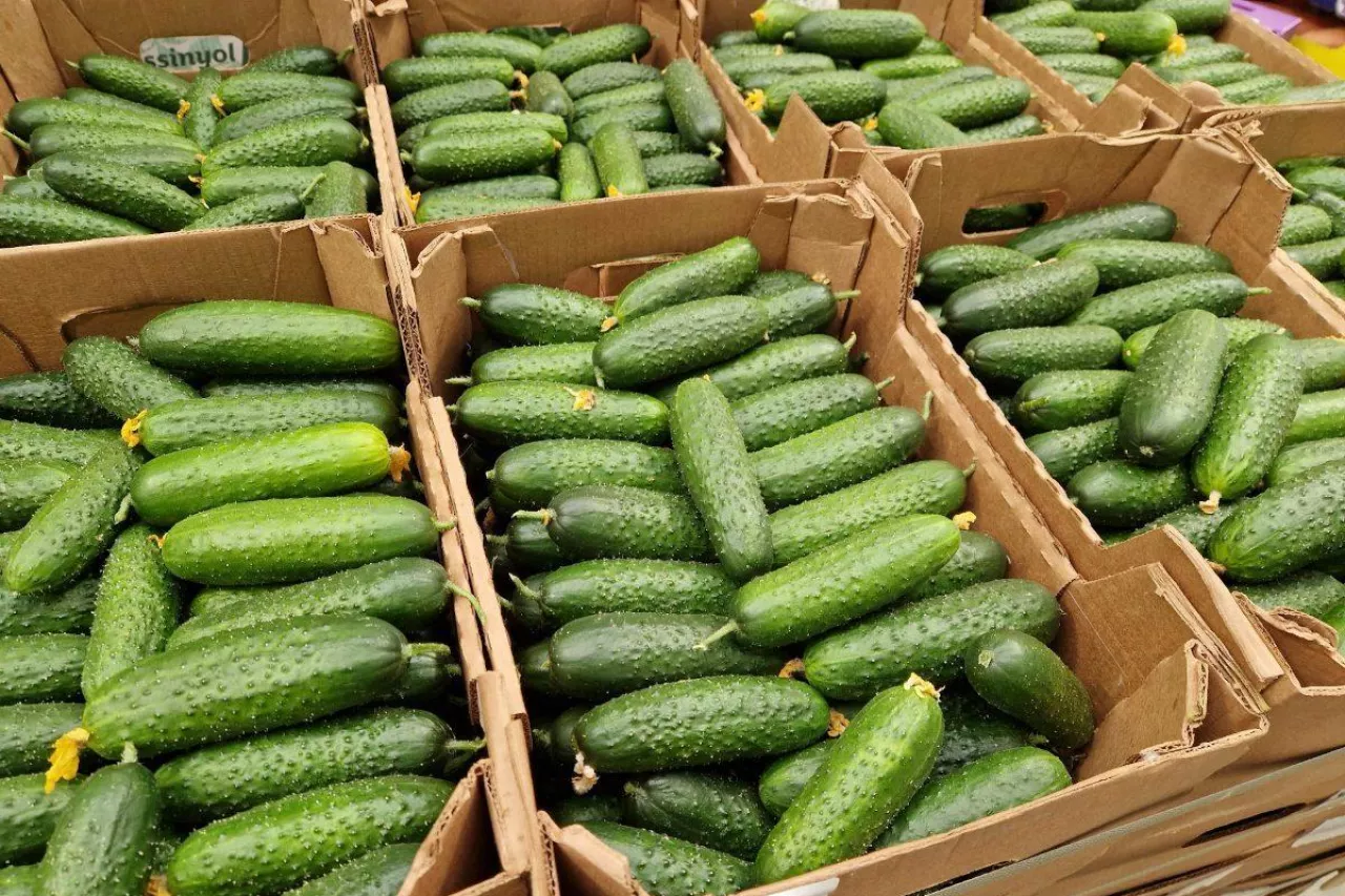 Import ogórków Rosja