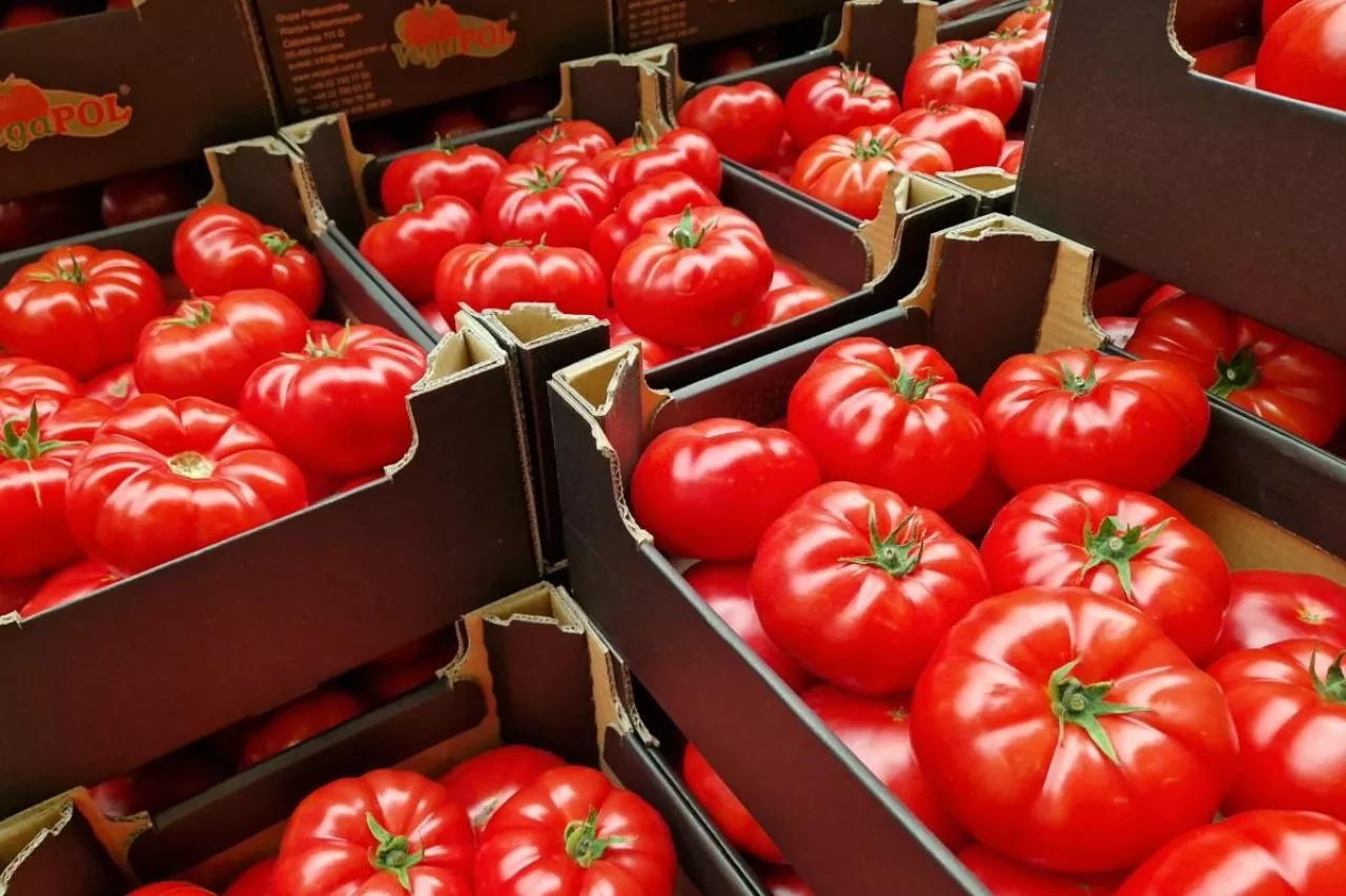 Pomidory Bronisze